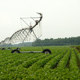 Image for article titled Forty Years Ago, America's Farms Completely Changed Their Shape—And No One Noticed